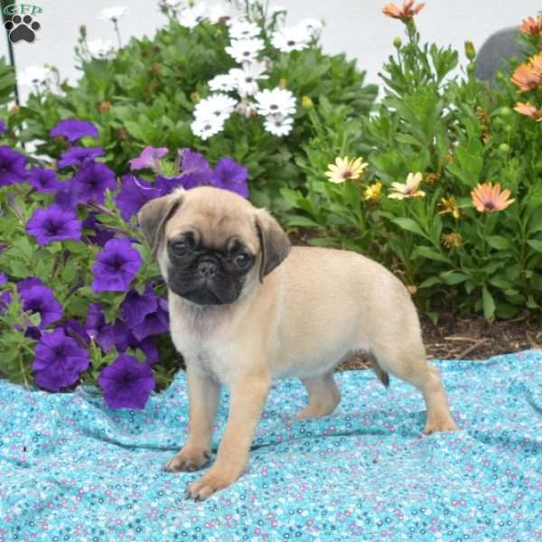 Hope, Pug Puppy