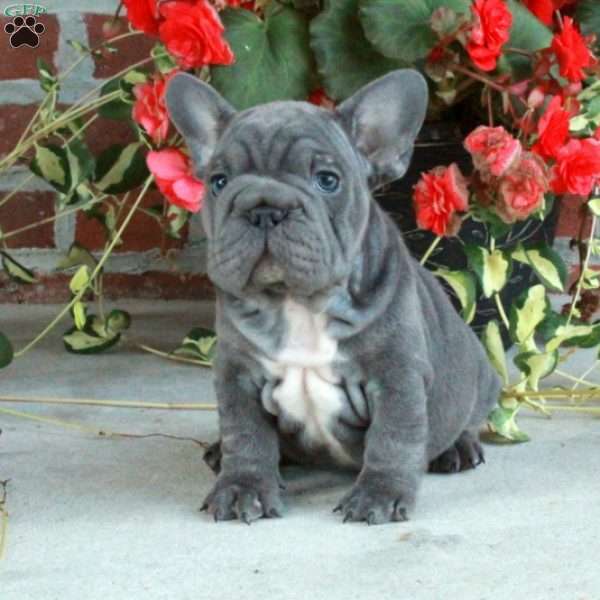 Hoss, French Bulldog Puppy