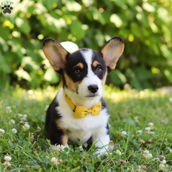 Hudson, Pembroke Welsh Corgi Puppy