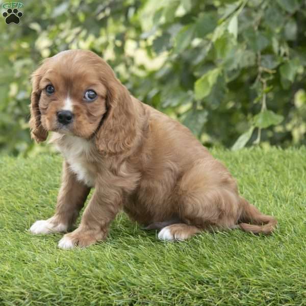 Hudson, Cavalier King Charles Spaniel Puppy