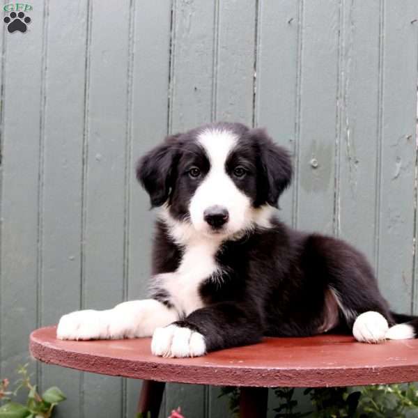 Hudson, Border Collie Puppy