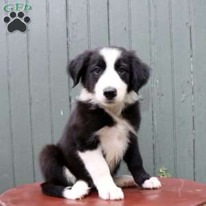 Hudson, Border Collie Puppy