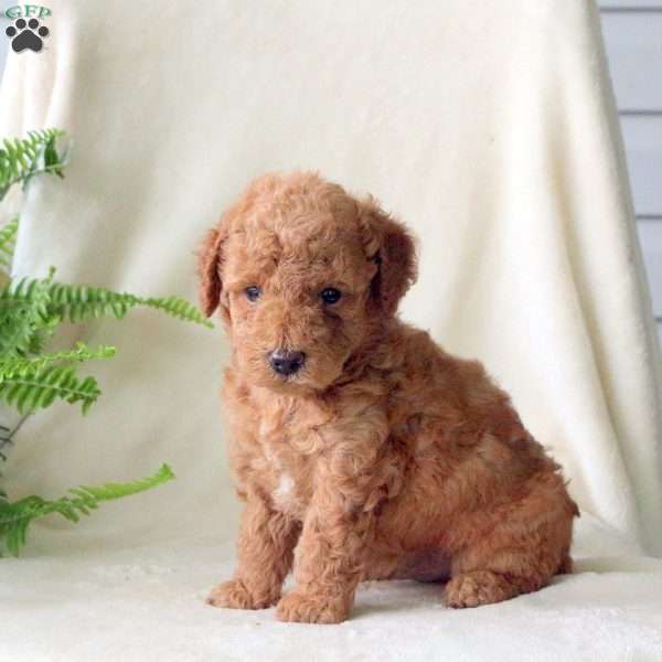 Hugo, Miniature Poodle Puppy