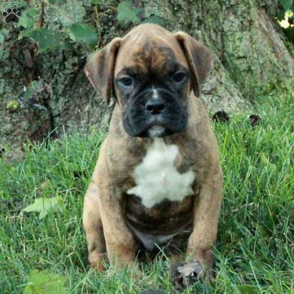 Hugo, Boxer Puppy