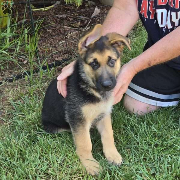 The Hulk, German Shepherd Puppy