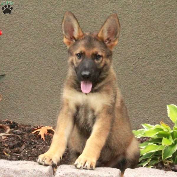 Hunter, German Shepherd Puppy