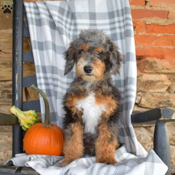 Hunter, Mini Bernedoodle Puppy