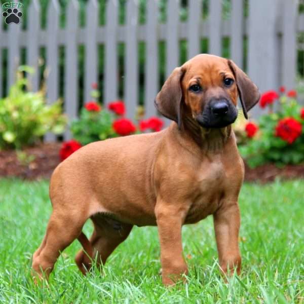 Hunter, Rhodesian Ridgeback Puppy