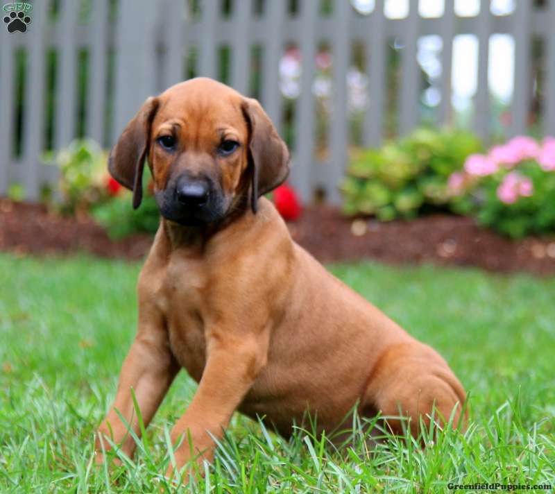 Hunter - Rhodesian Ridgeback Puppy For Sale in Pennsylvania