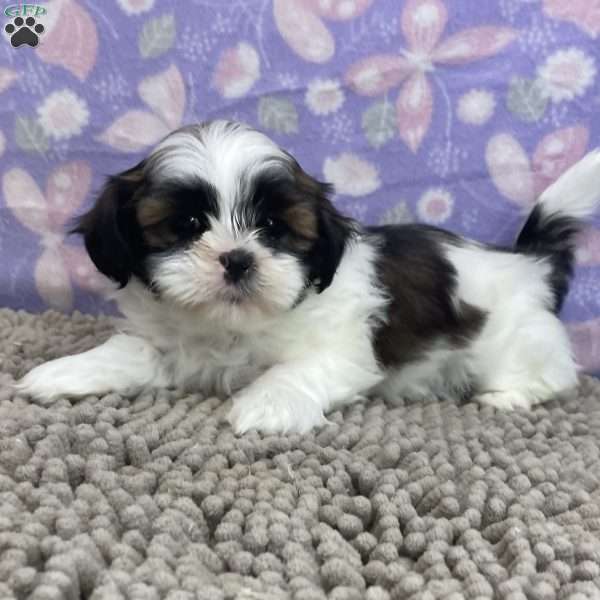 Martin, Shih Tzu Puppy