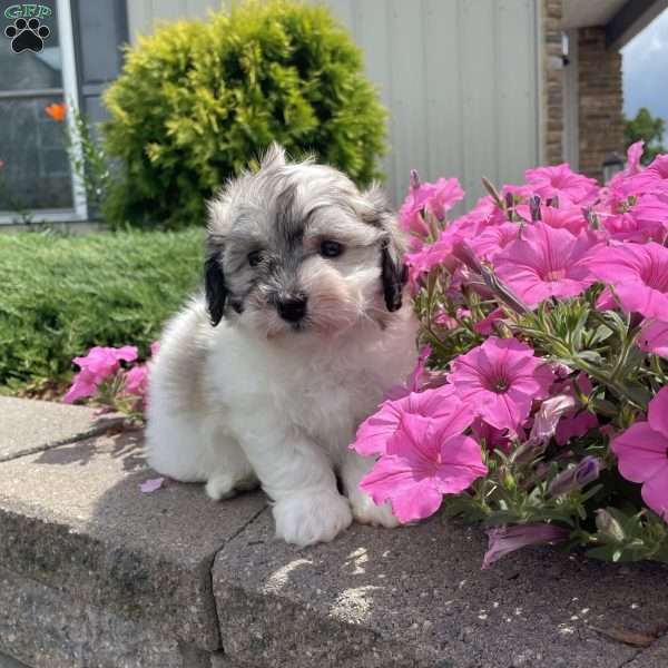 Betty, Havachon Puppy