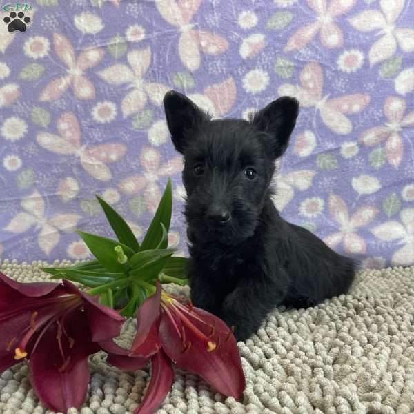 Sammy, Scottish Terrier Puppy