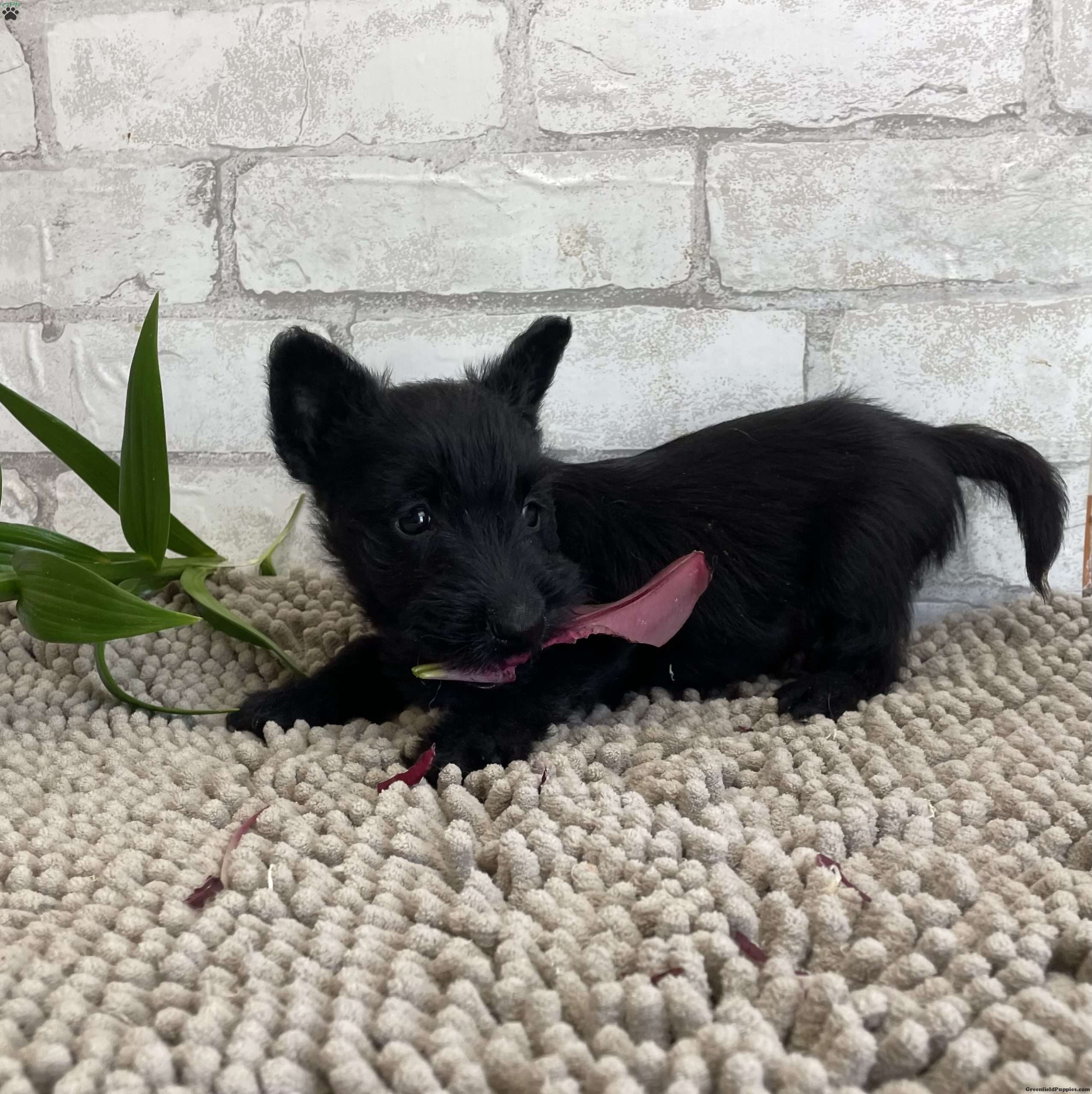 Sammy - Scottish Terrier Puppy For Sale in Pennsylvania