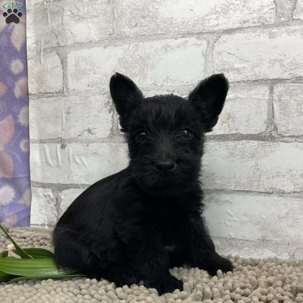 Seth, Scottish Terrier Puppy