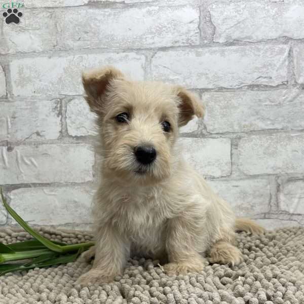 Sarah, Scottish Terrier Puppy