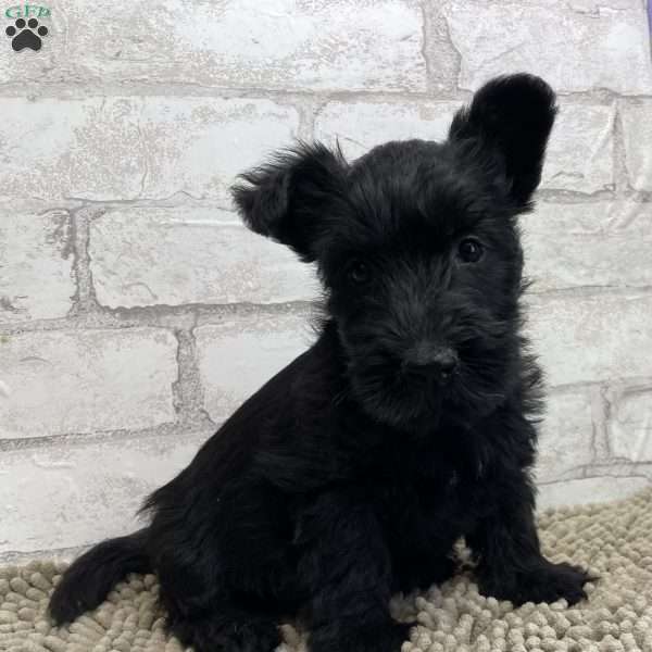 Sasha, Scottish Terrier Puppy