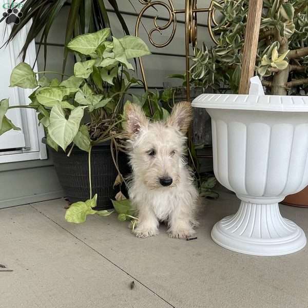 Cole, Scottish Terrier Puppy