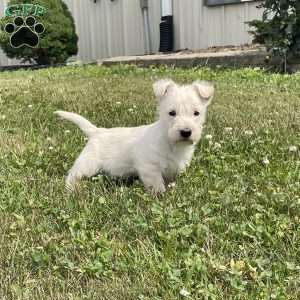 Marcus, Scottish Terrier Puppy