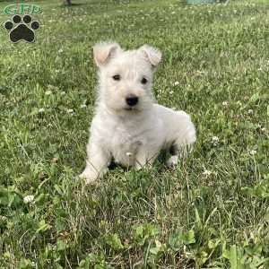 Marcus, Scottish Terrier Puppy