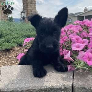 Mitchell, Scottish Terrier Puppy