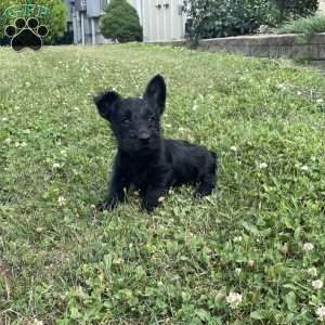 Mitchell, Scottish Terrier Puppy