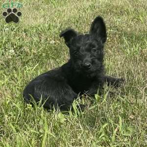 Mitchell, Scottish Terrier Puppy