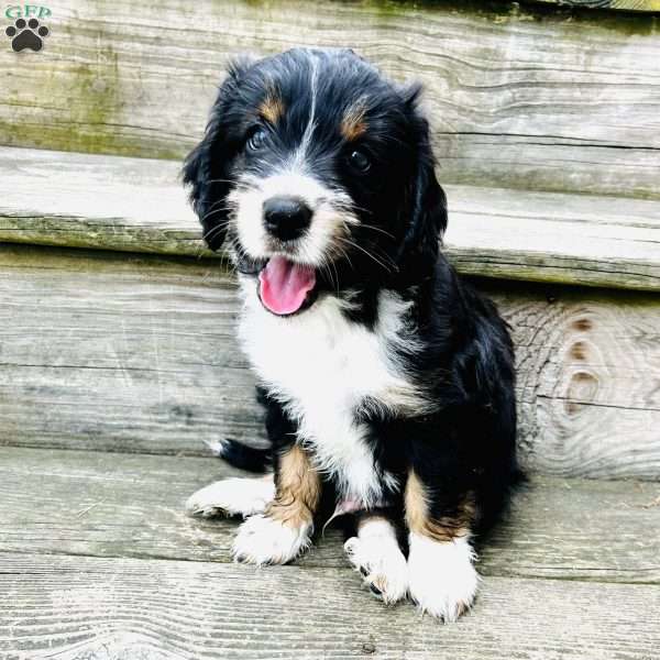 Captain, Aussiedoodle Puppy