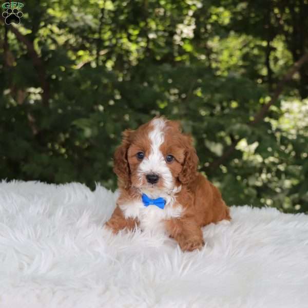 Nemo, Cavapoo Puppy