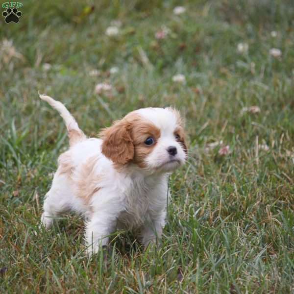 Jenny, Cavalier King Charles Spaniel Puppy