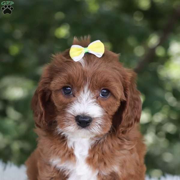 Nixie, Cavapoo Puppy