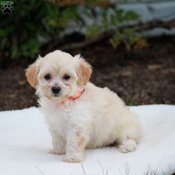 Paige, Maltipoo Puppy