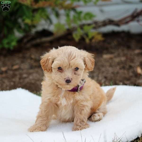 Penny, Maltipoo Puppy