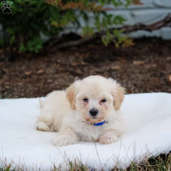 Pluto, Maltipoo Puppy