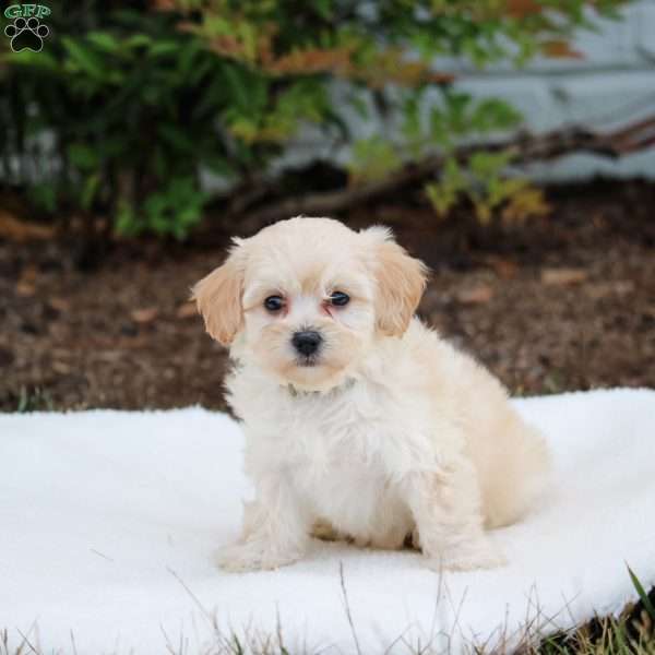 Paris, Maltipoo Puppy