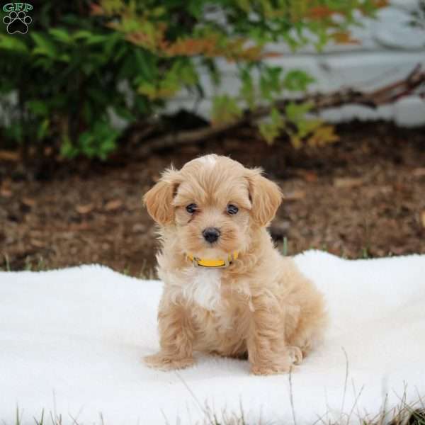 Piper, Maltipoo Puppy