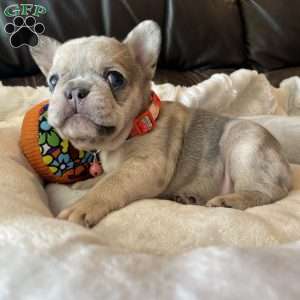 Nova, French Bulldog Puppy