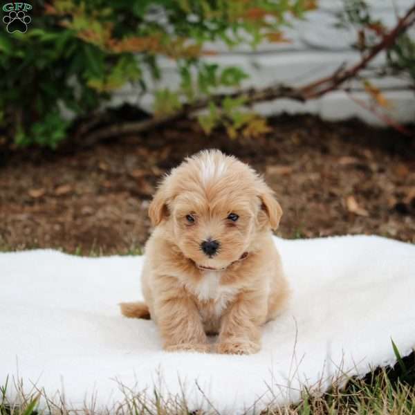 Preston, Maltipoo Puppy