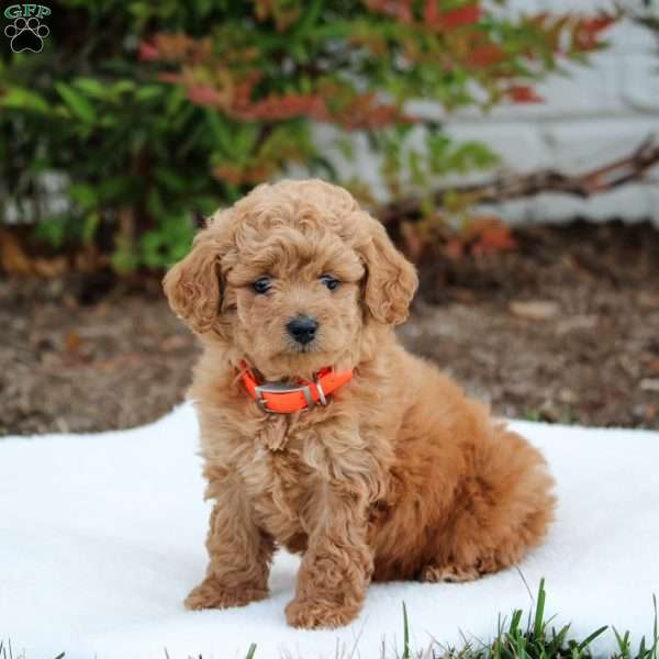 Rose, Maltipoo Puppy