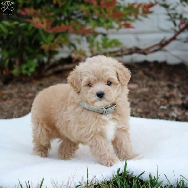 Rita, Maltipoo Puppy