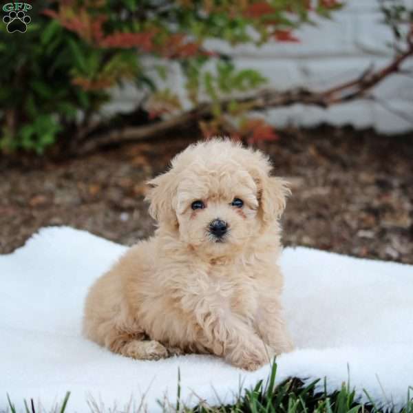 Rory, Maltipoo Puppy