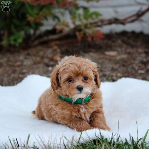 Ruby, Maltipoo Puppy