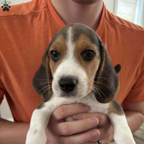 Scuba, Beagle Puppy