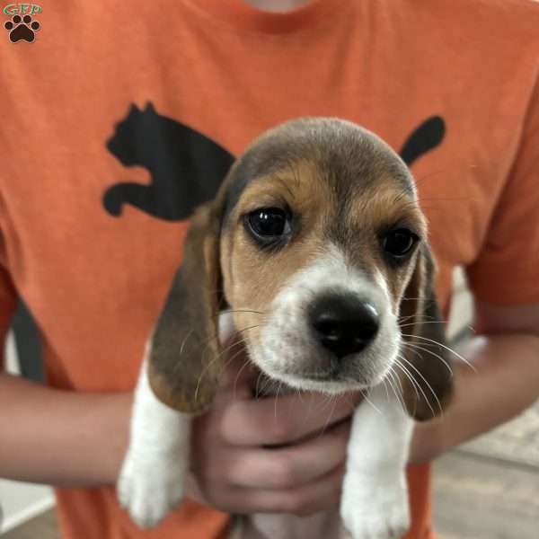 Peaches, Beagle Puppy