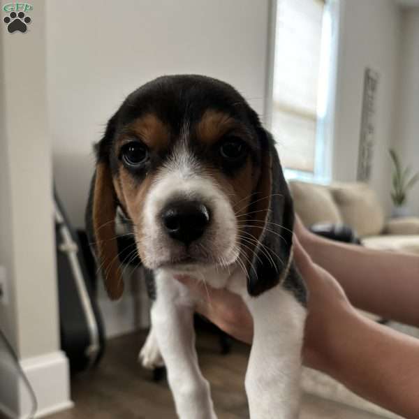 Reef, Beagle Puppy