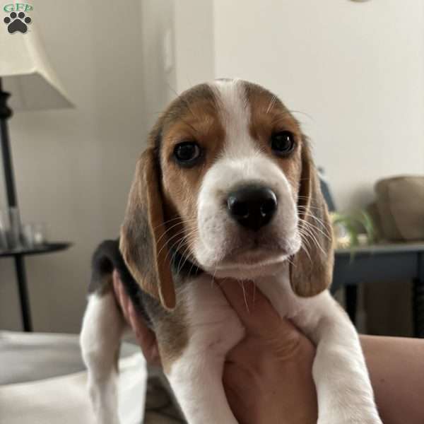 Palmer, Beagle Puppy