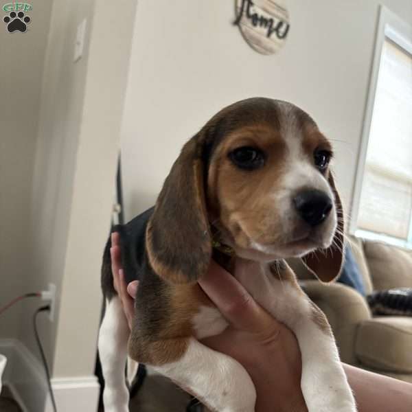 Sunshine, Beagle Puppy