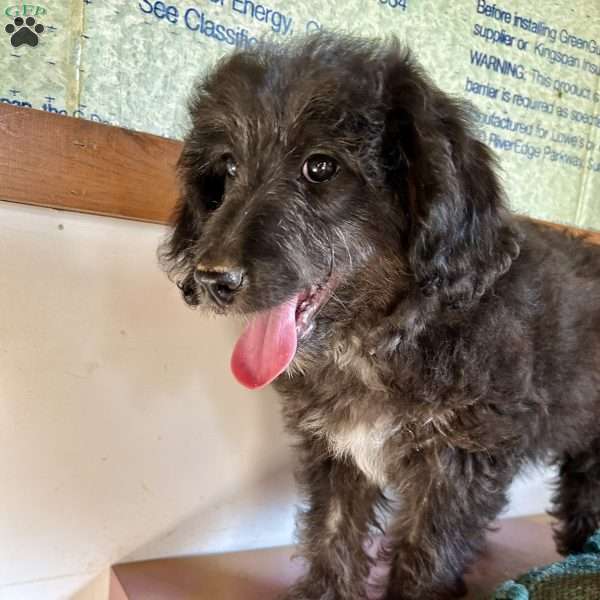 Zahra, Mini Aussiedoodle Puppy