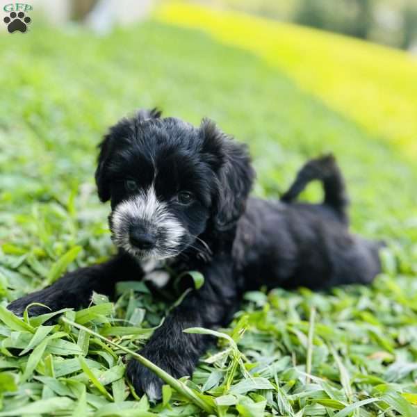 Brandy, Aussiedoodle Puppy