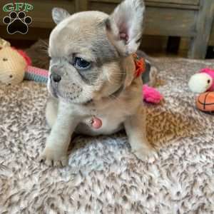 Nova, French Bulldog Puppy