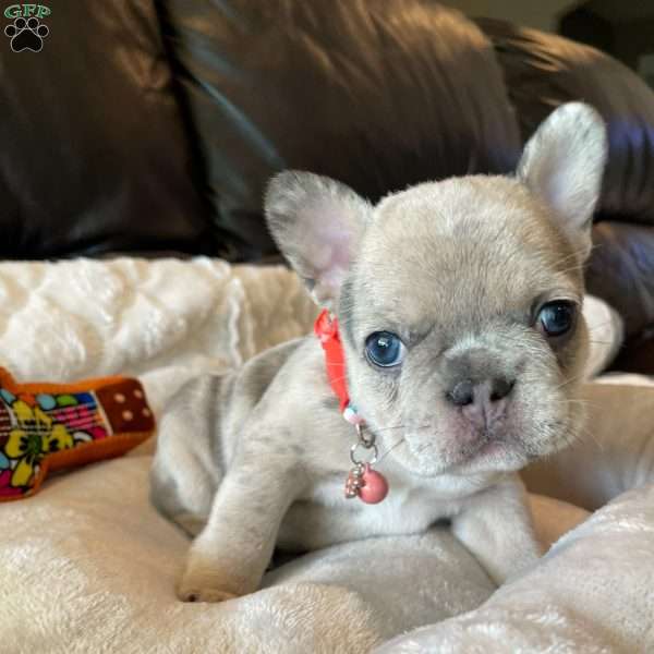 Nova, French Bulldog Puppy